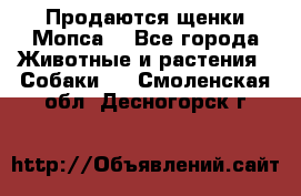 Продаются щенки Мопса. - Все города Животные и растения » Собаки   . Смоленская обл.,Десногорск г.